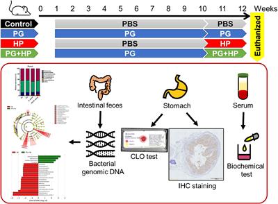 Gut Commensal Parabacteroides goldsteinii MTS01 Alters Gut Microbiota Composition and Reduces Cholesterol to Mitigate Helicobacter pylori-Induced Pathogenesis